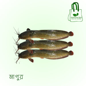 মাগুর