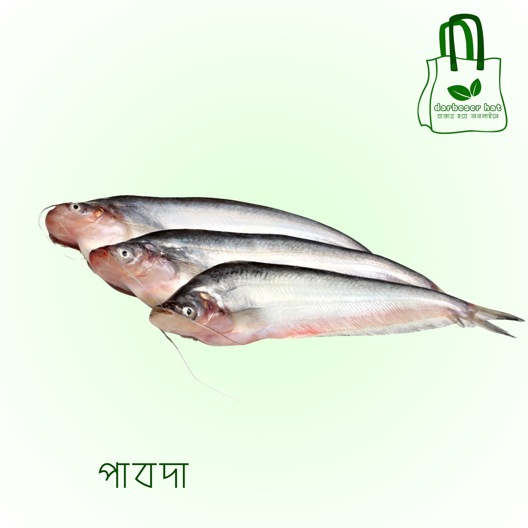 পাবদা